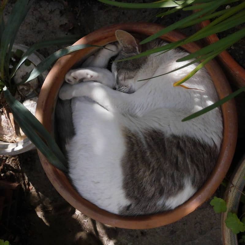 Black and grey cat curled up in a flowerpot - hiding from humans