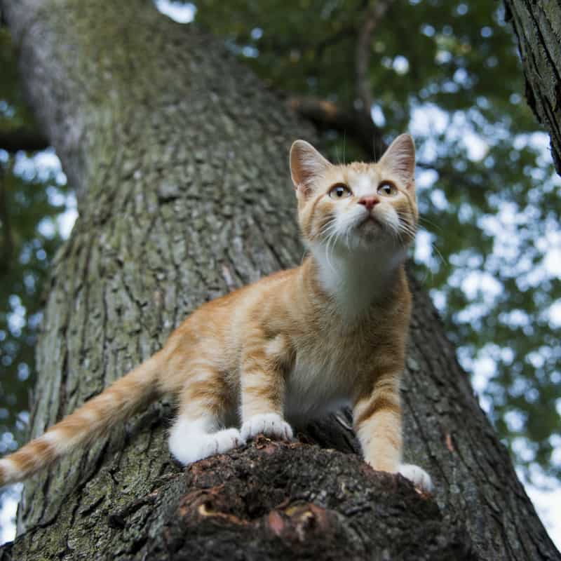 An 8 month old ginger and white male kitten climbing a large tree