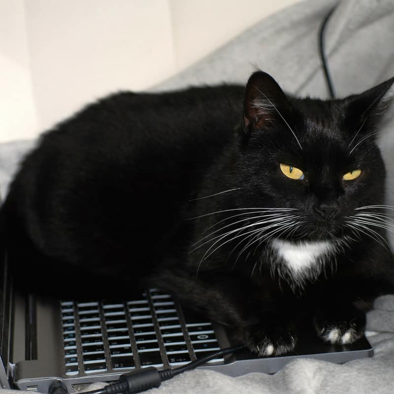 Black cat sitting on a laptop's keyboard