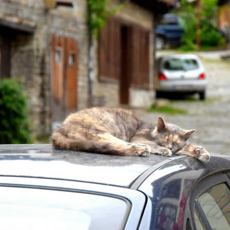 Cat sleeping on car