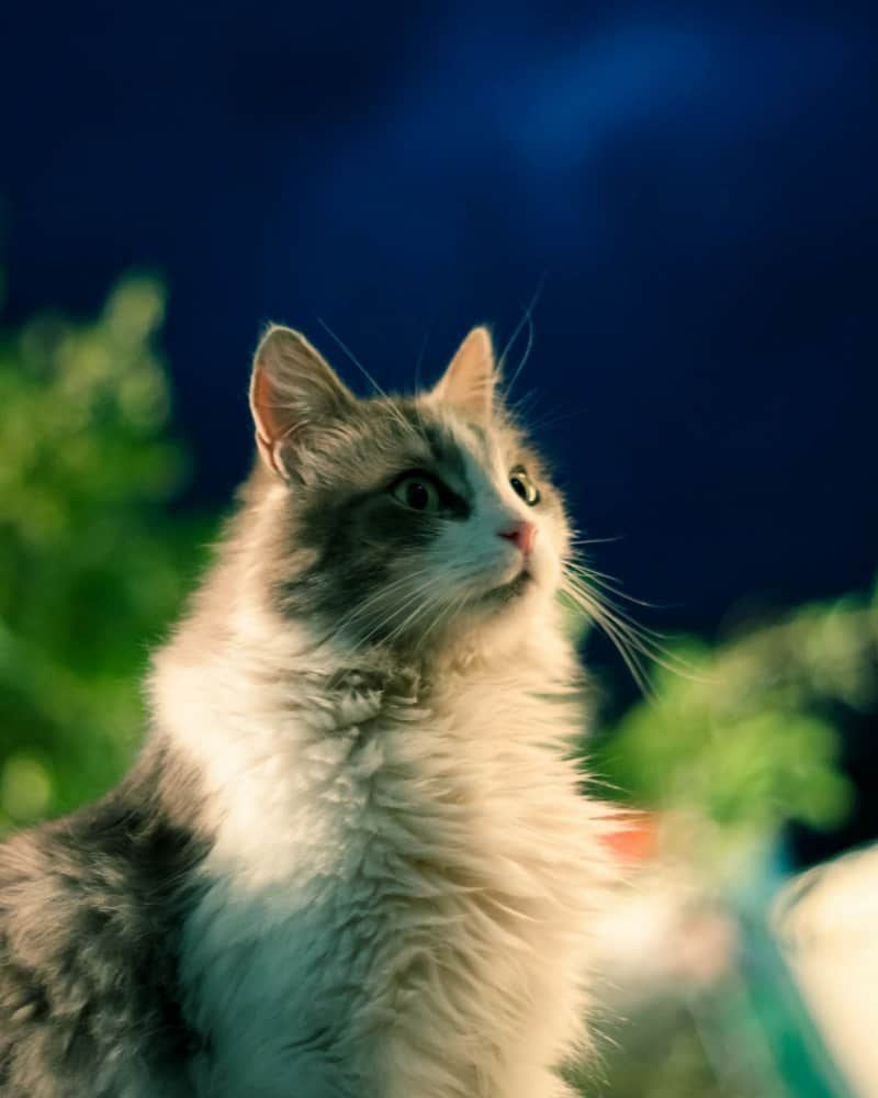 Black and white cat against a dark blurry background