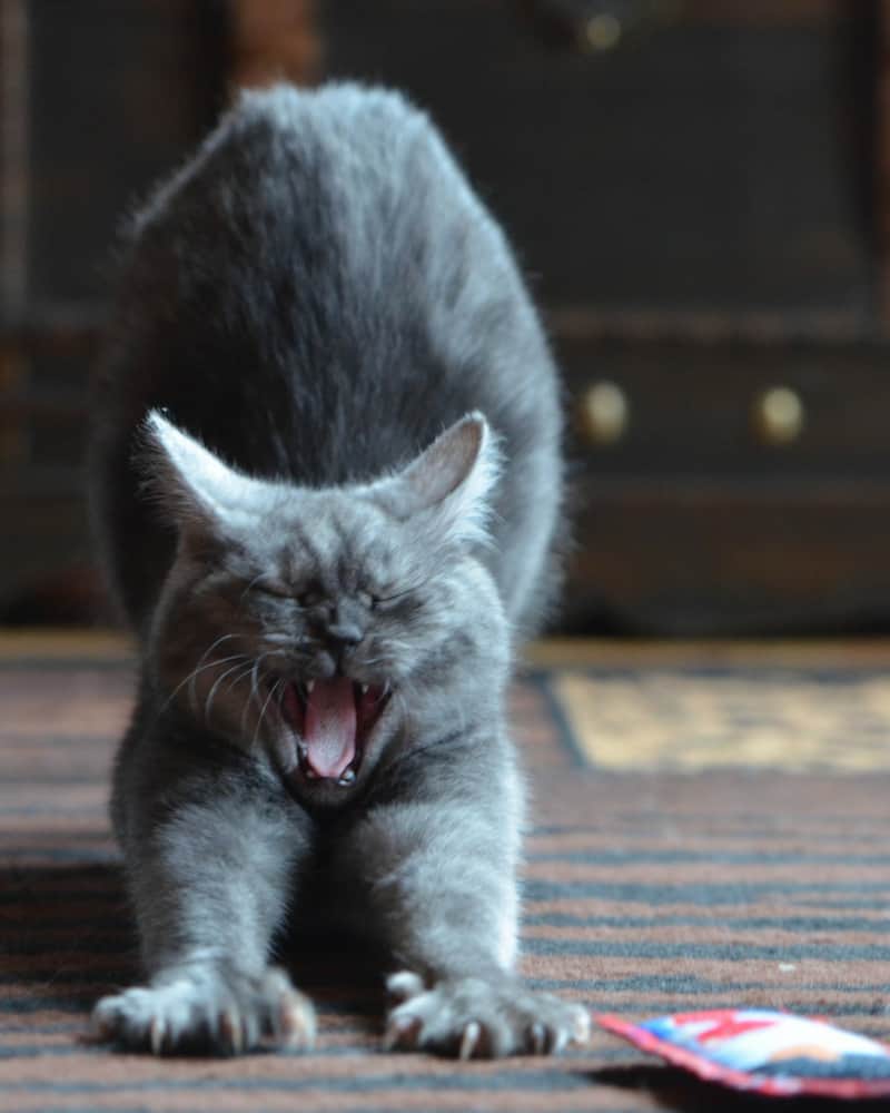Grey fluffy can stretching and yawning with his sharp teeth on display
