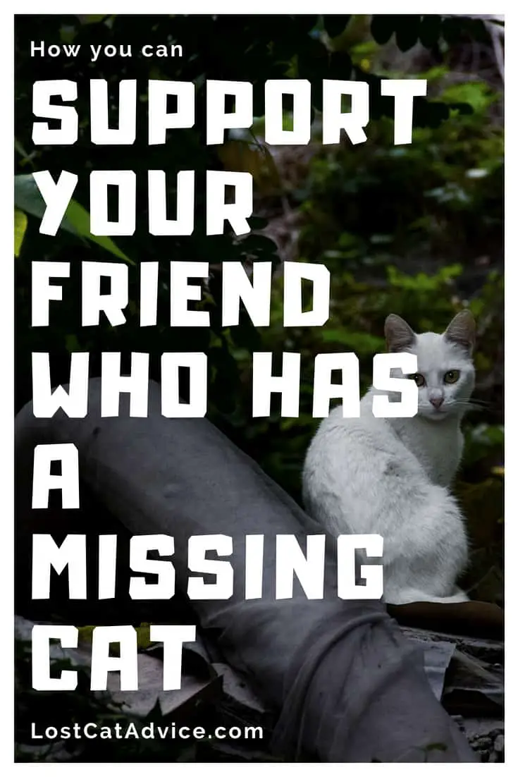 How to help your friend with a missing cat