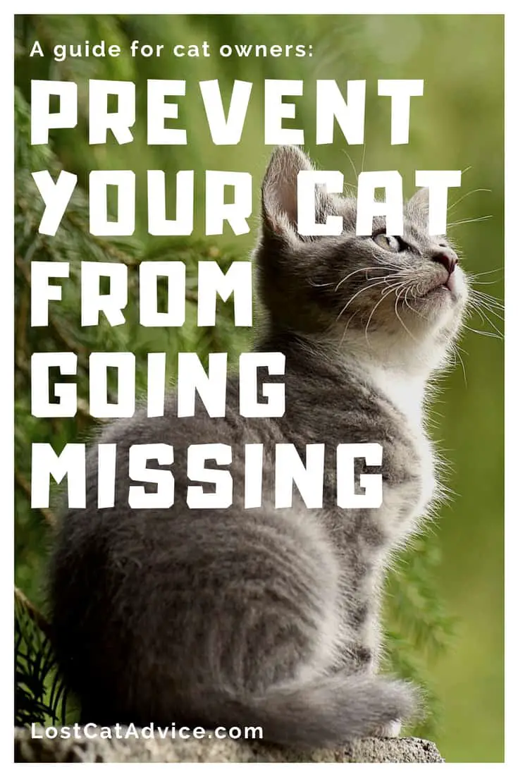How to prevent your cat from going missing