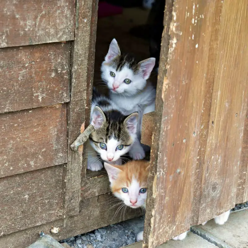 3 kittens of various colors peeking out the door of a garden shed