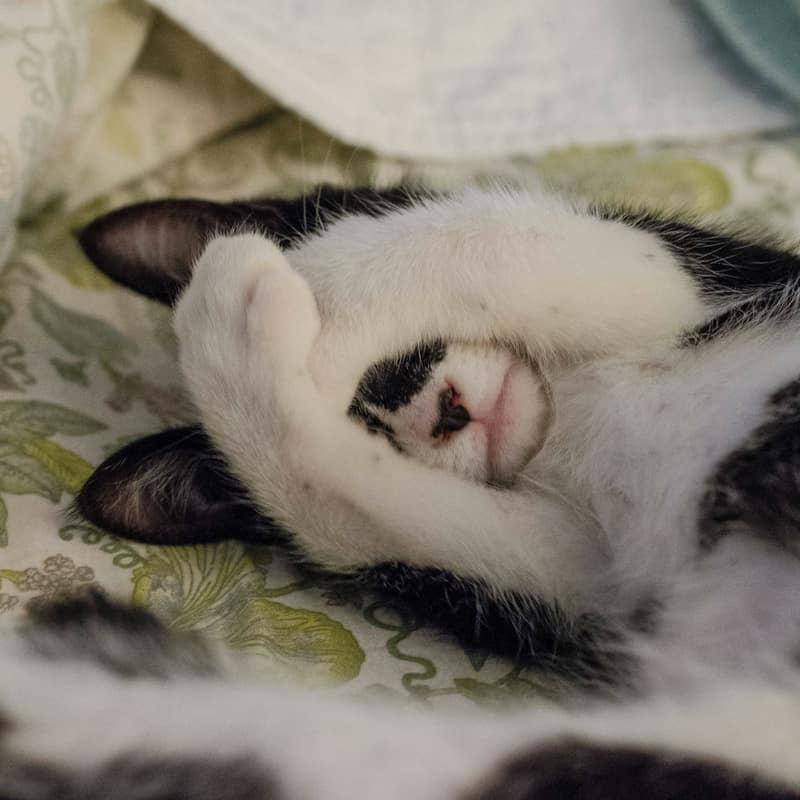 Black and white cat covering his face with his paws