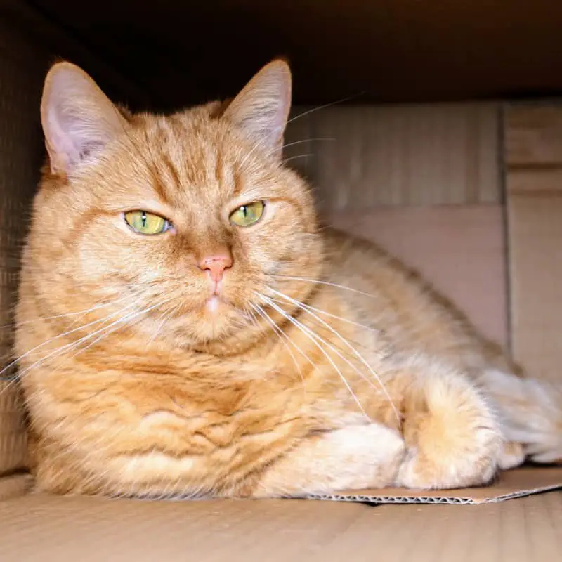 Ginger and white fluffy cat in a box