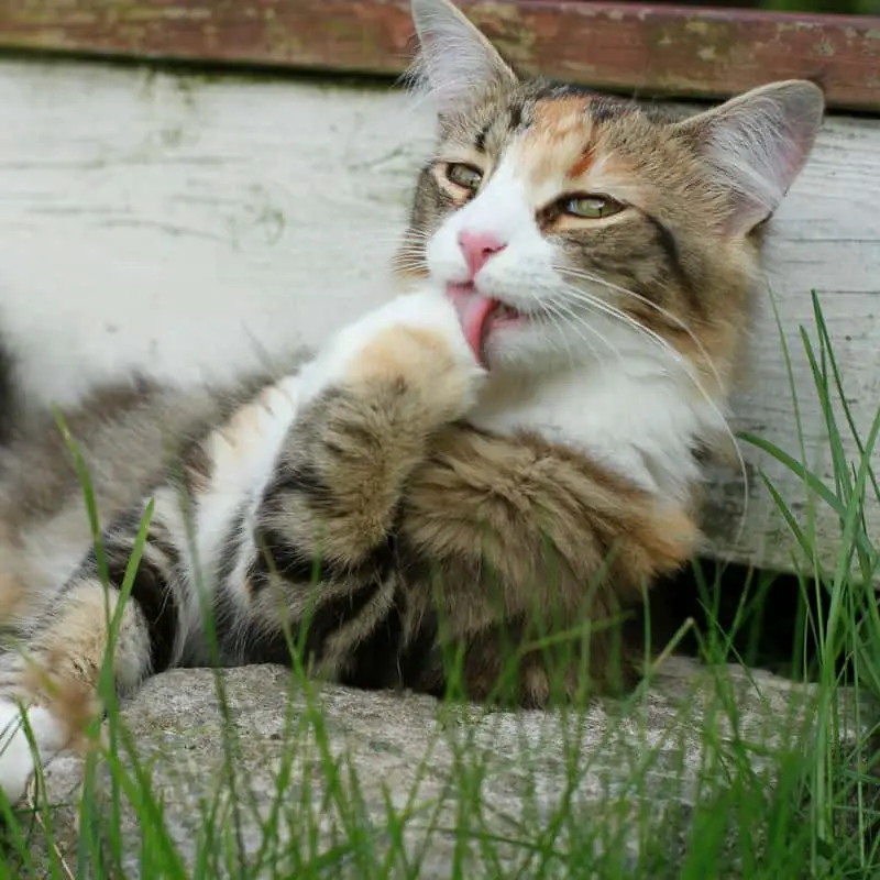 A tabby and white cat licking its paws