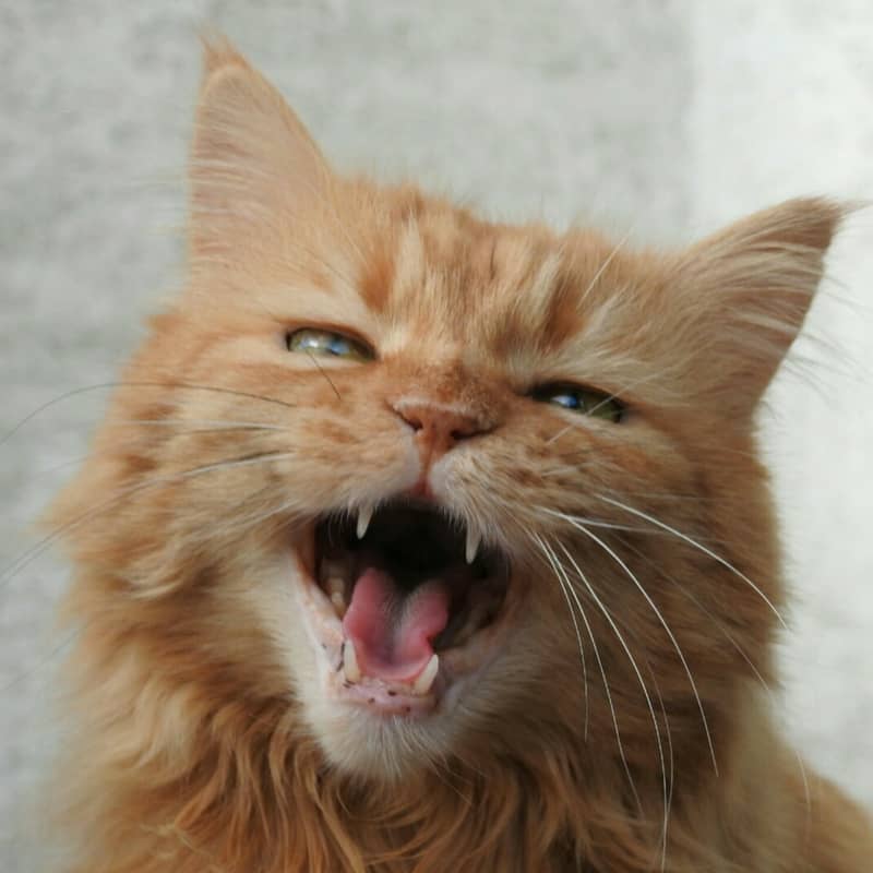 Ginger cat meowing - cat meow meanings