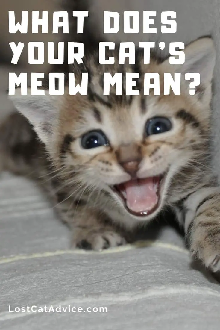 Cat meow meanings - Why do cats meow? What does your cat's meow mean?