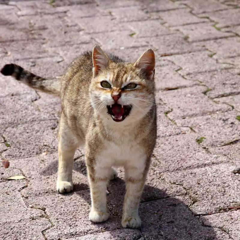 A tabby cat meowing