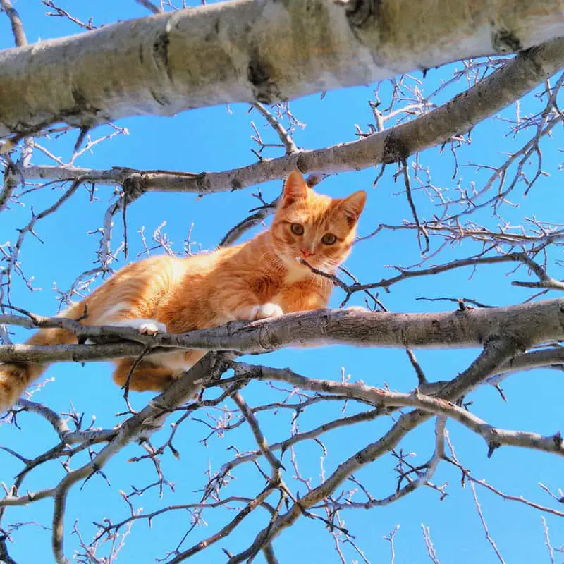 Ginger cat sits in a tree