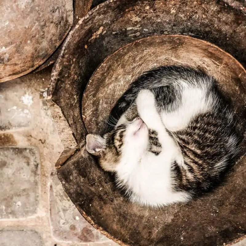 A cat curled up